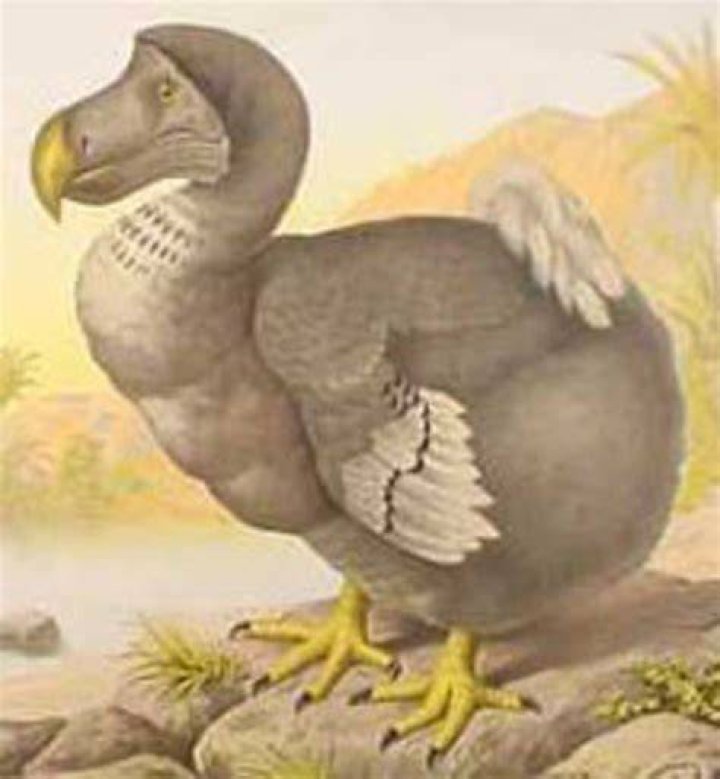 Are Loftwings extinct?
