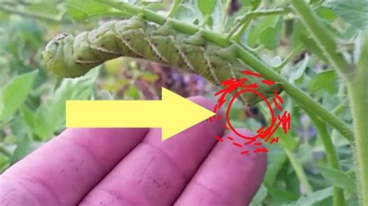 Can a hornworm sting you?