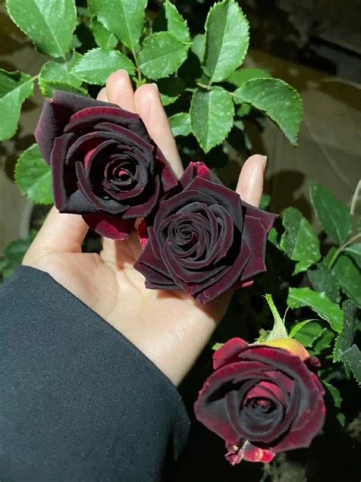 Can a rose be black?