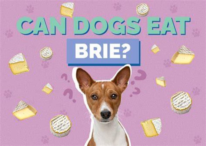 Can dogs eat brie?