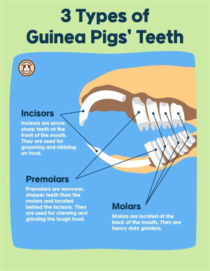 Can I cut my guinea pig's teeth?