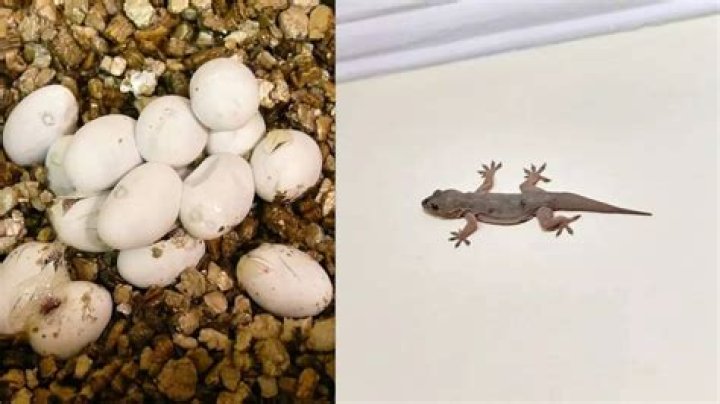 Do basilisk lizards lay eggs?