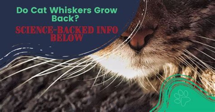 Do cat whiskers grow back?