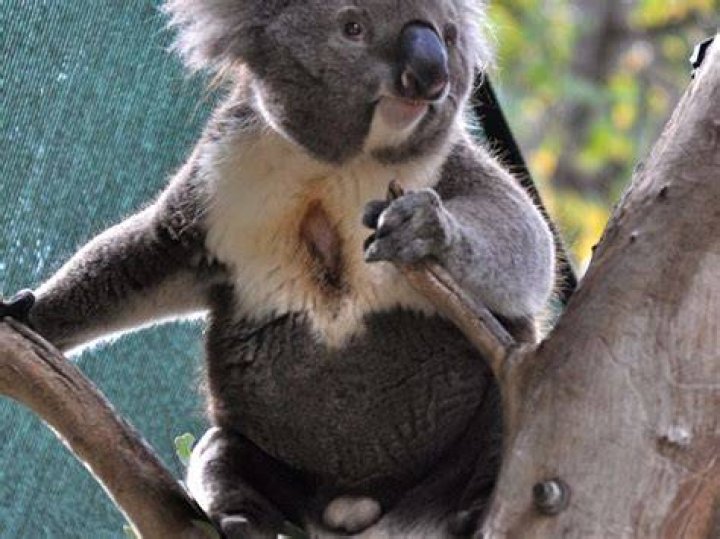 Do koalas have balls?