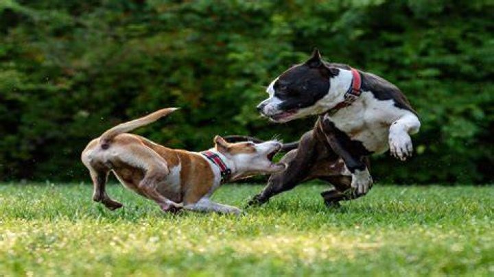 Should I let my dogs fight it out?