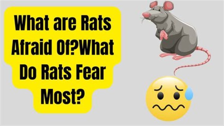 Should you be afraid of rats?
