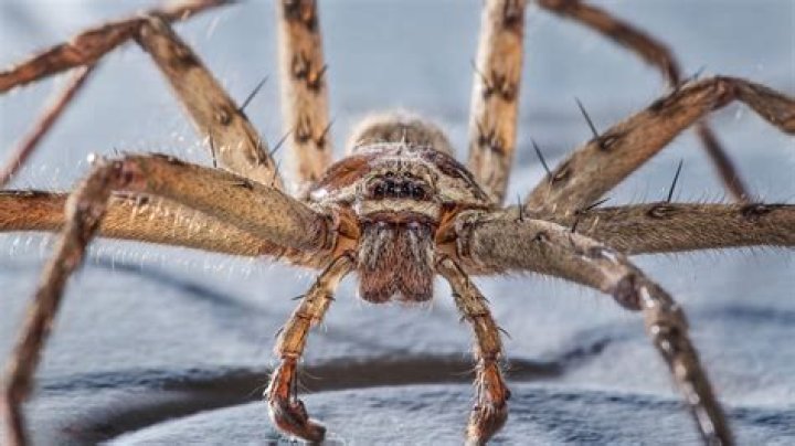 What are spiders worst enemy?