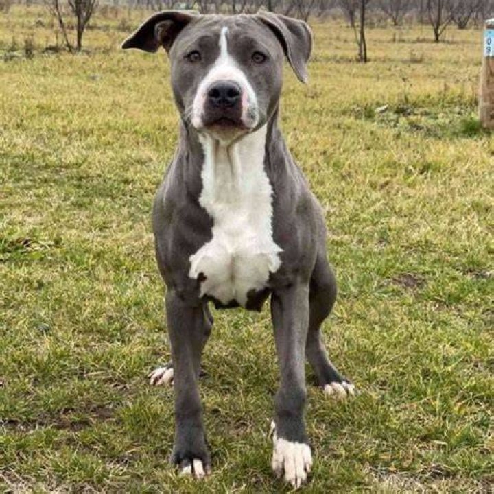 What bloodline is a blue Pitbull?