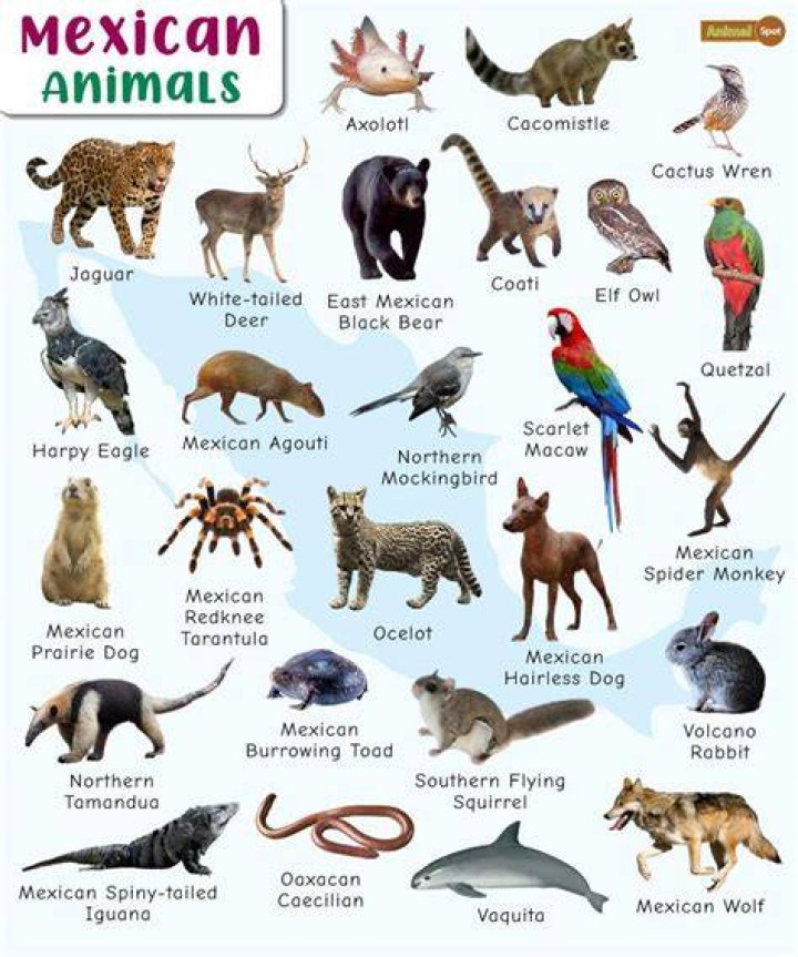 What exotic animals live in Mexico?