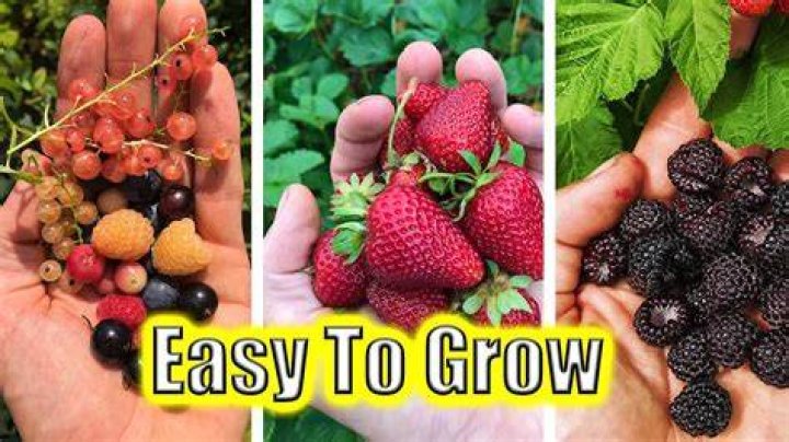 What is the fastest easiest fruit to grow?