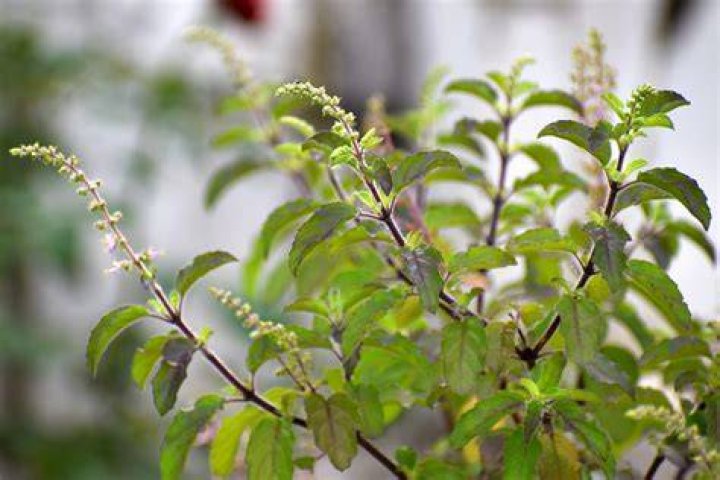 What is the story of Tulasi?