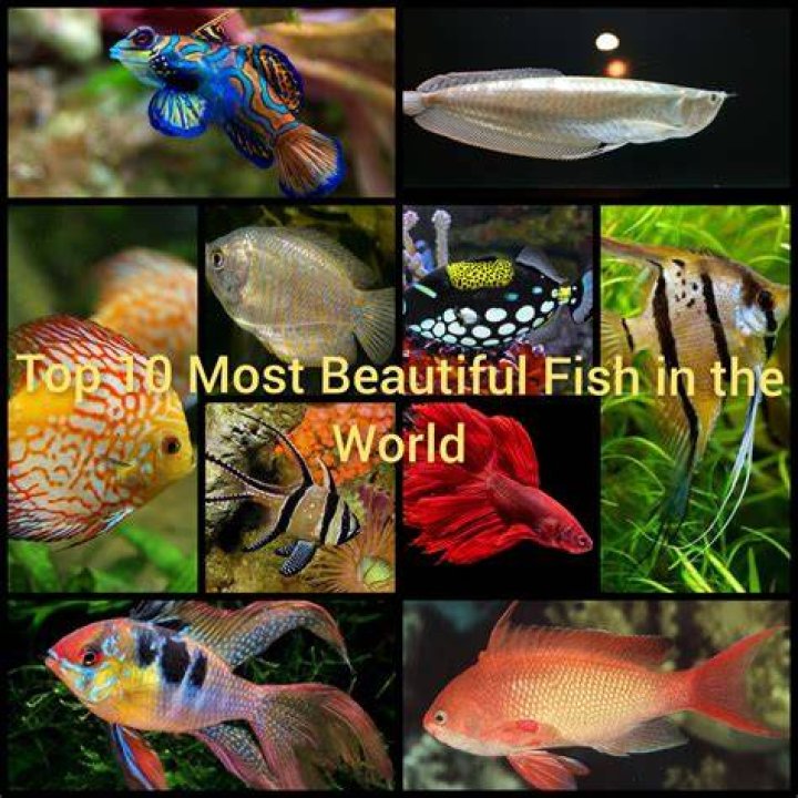 Which is the best fish in the world?