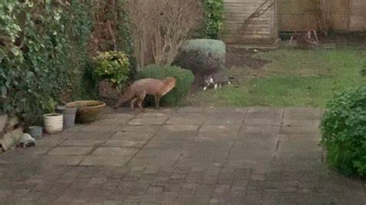 Will a fox chase a cat?